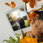 Graduation Bear Bloom Box (Fresh)